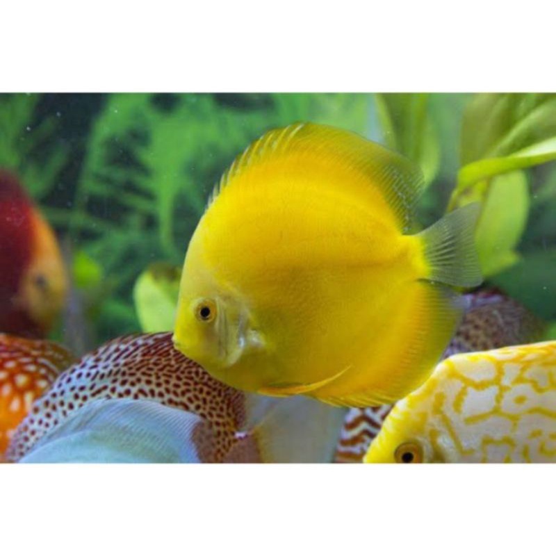 ikan discus golden yellow