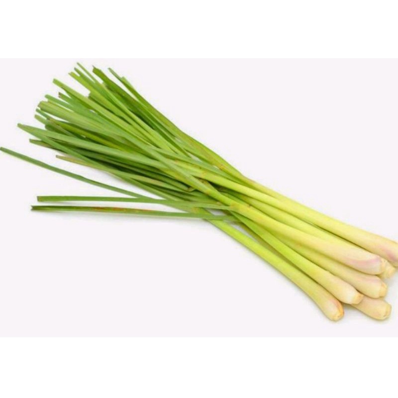 

SEREH/SERAI SEGAR 500 GRAM