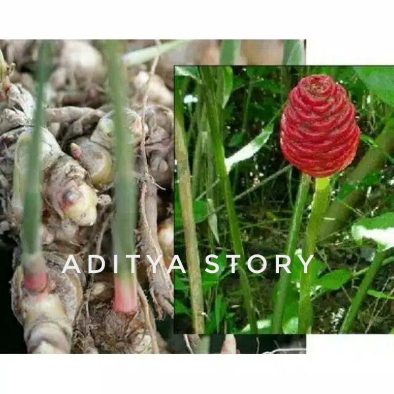 Lempuyang puyang segar 250gr