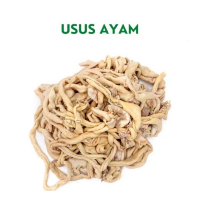 

Usus Ayam