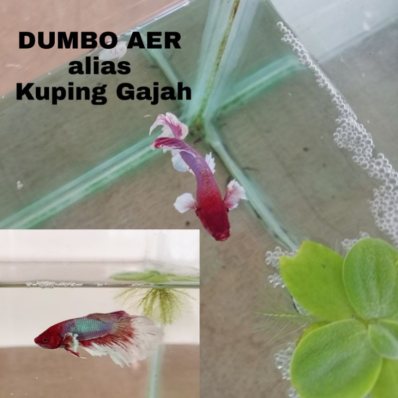 CUPANG SULTAN DUMBO AER - SOLD