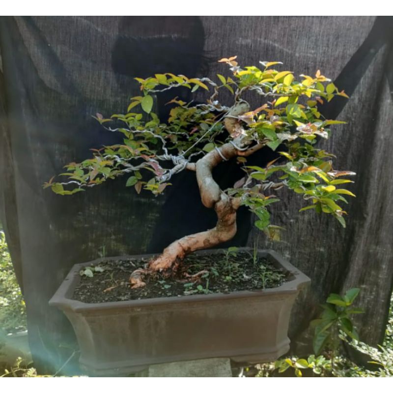 Bonsai Dewandaru Bonsai Sianto Unik