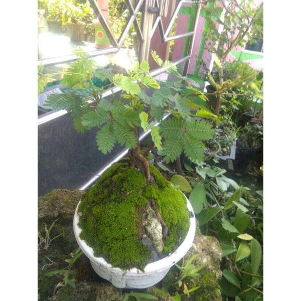 tanaman bonsai putri malu