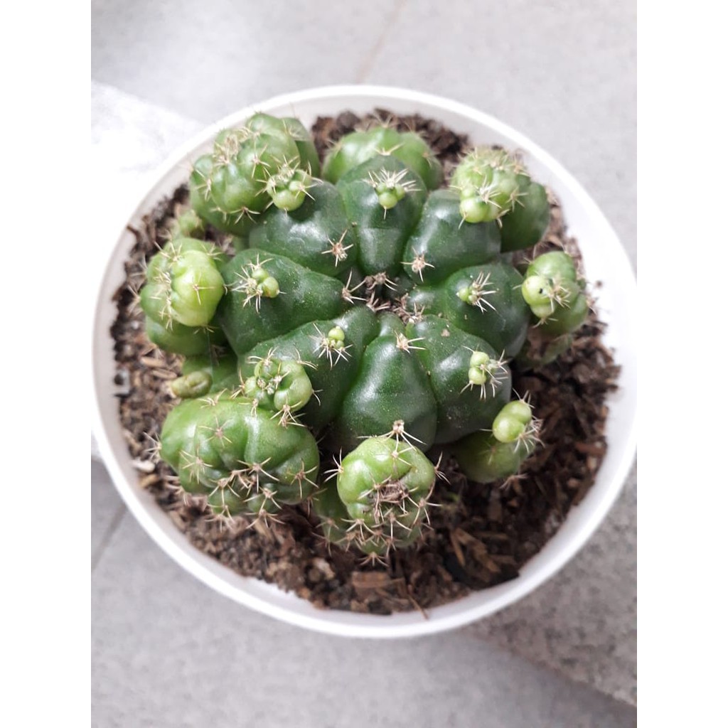 Kaktus Damsy Hidup Jumbo