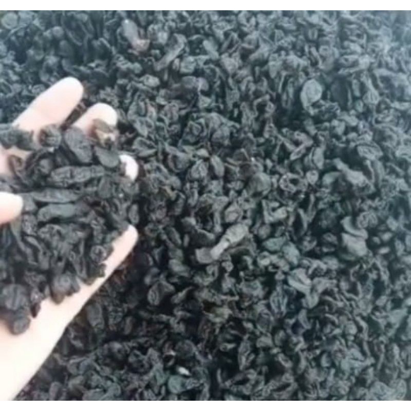 

Eceran 20 pcs Utuh Empot Mpot Hitam Biang Alami
