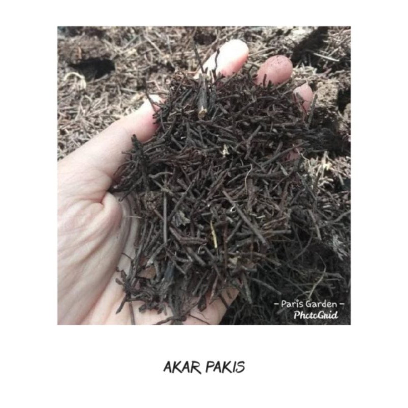MEDIA TANAM AKAR PAKIS CACAH - MEDIA TANAM AKAR PAKIS CACAH 1 KG