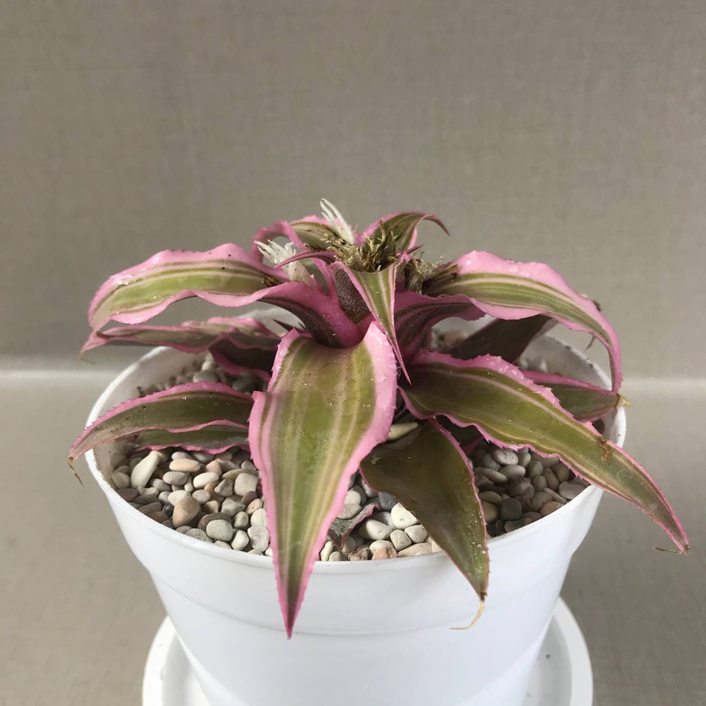 Bromelia Cryptanthus Tanaman Hias Hidup (Pot Putih 10 cm + Tatakan)