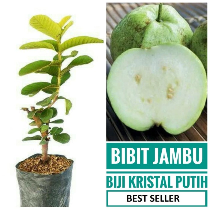 Jual Bibit Tanaman Pohon Jambu Kristal Bibit Jambu Kristal Putih Wisata