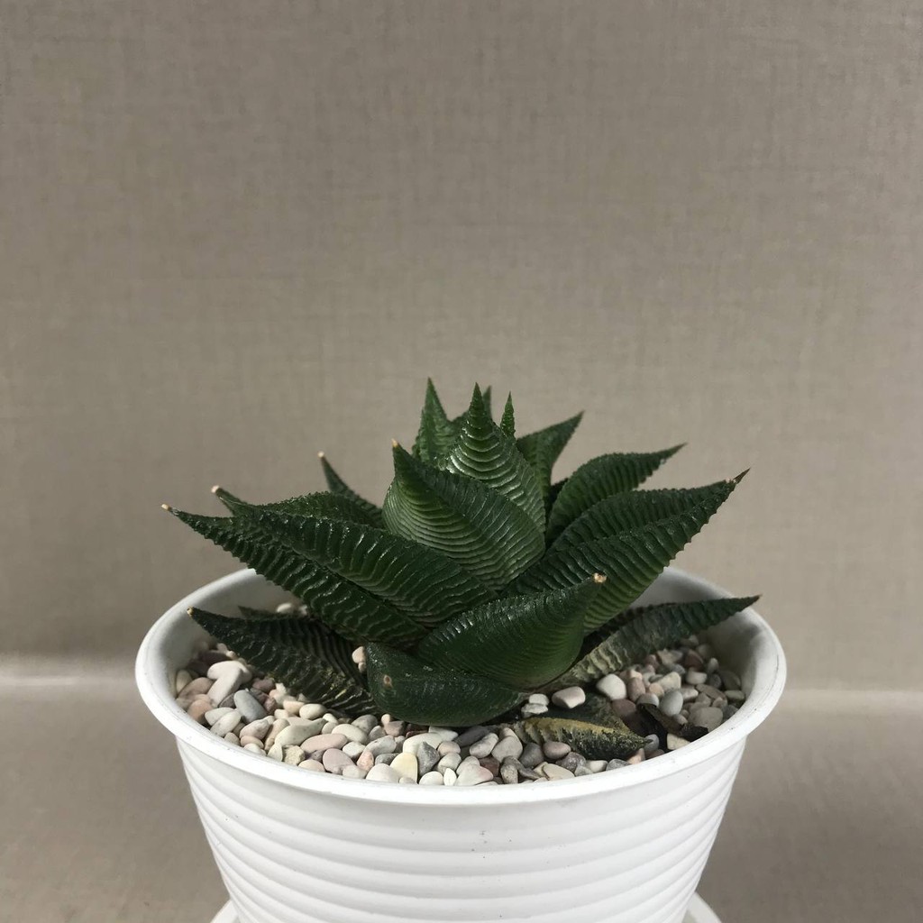 Kaktus Sukulen (Haworthia limifolia f. spiralis) Tanaman Hias Hidup