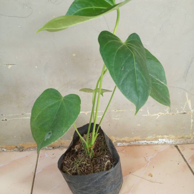 Anturium bunga merah, Anturium tanaman hias