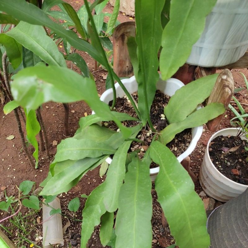 Wijaya kusuma bunga besar