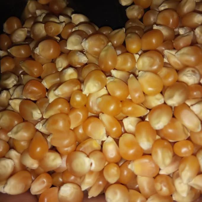 

A4709Z7A Jagung Popcorn Mentah Murah S0Asu