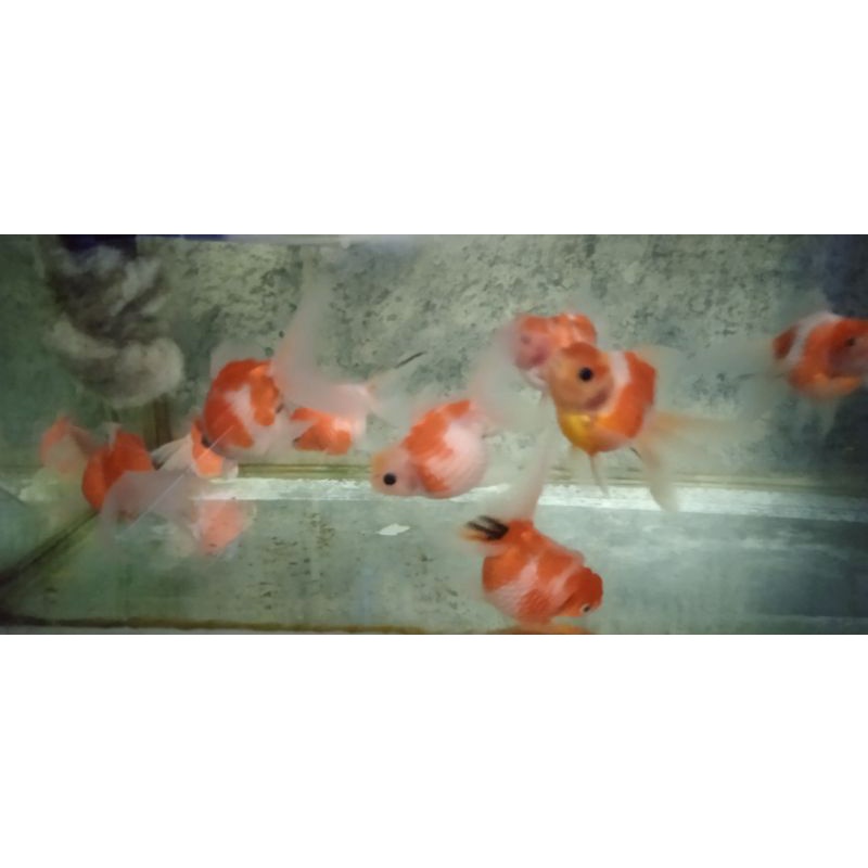 koki mutiara jambul sedang