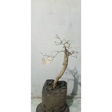 bonsai SERUT (streblus asper) bunjin