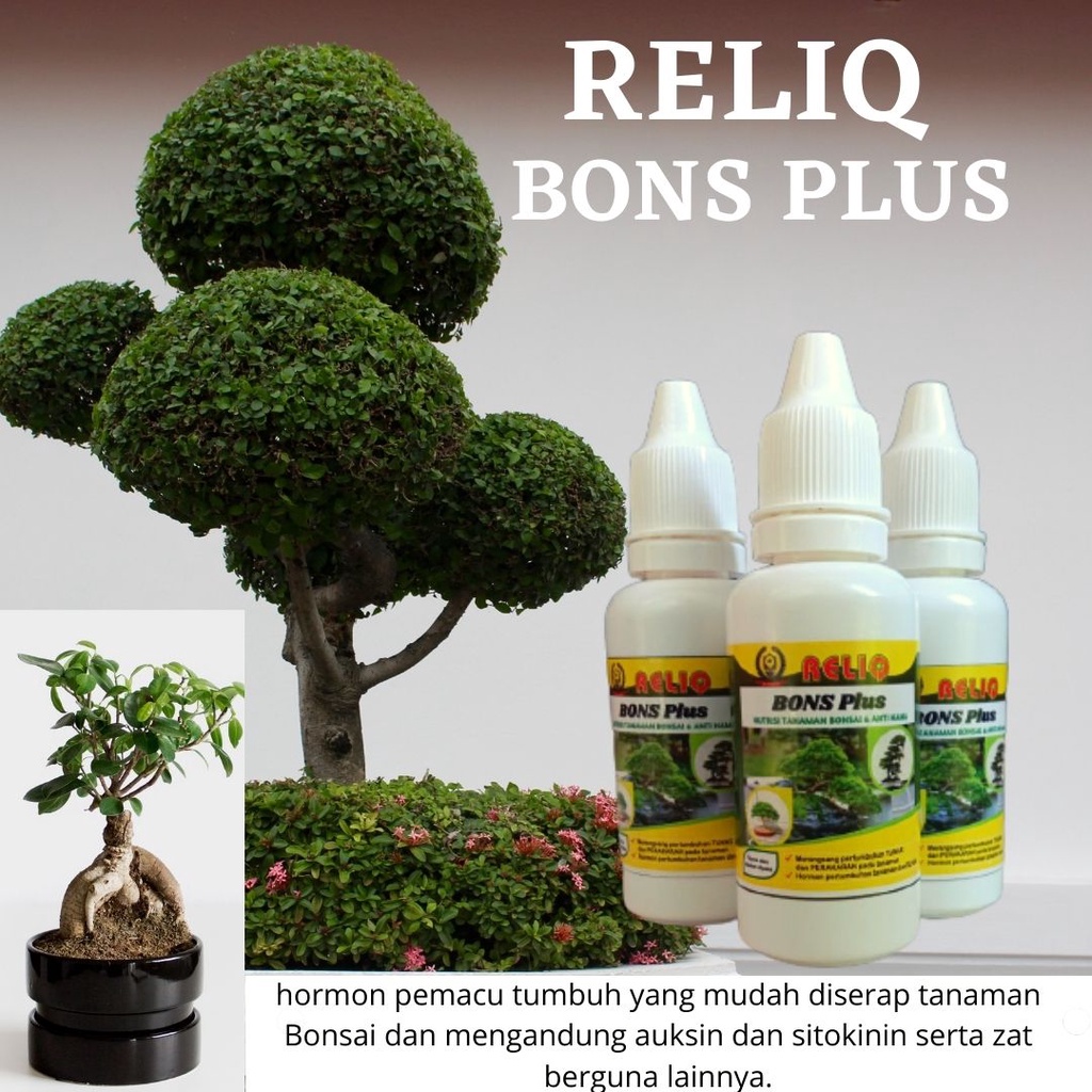 Pupuk Bonsai, Nutrisi bonsai beringin terbaik, pupuk bonsai pinus organik, perangsang bonsai adenium
