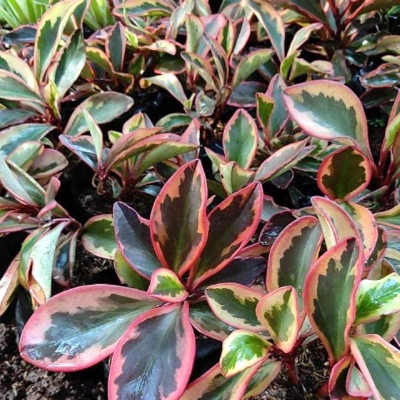 peperomia merah,teplan merah,tanaman teplan,pohon teplan