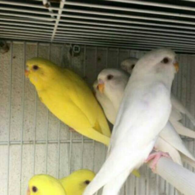 22++ Burung parkit jantan dan betina terbaru