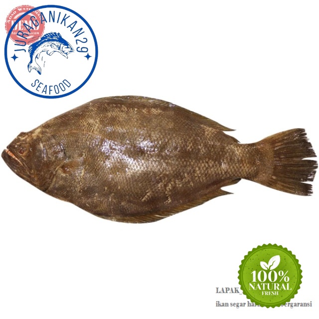 

Ikan Sebelah Segar 1~Kilogram