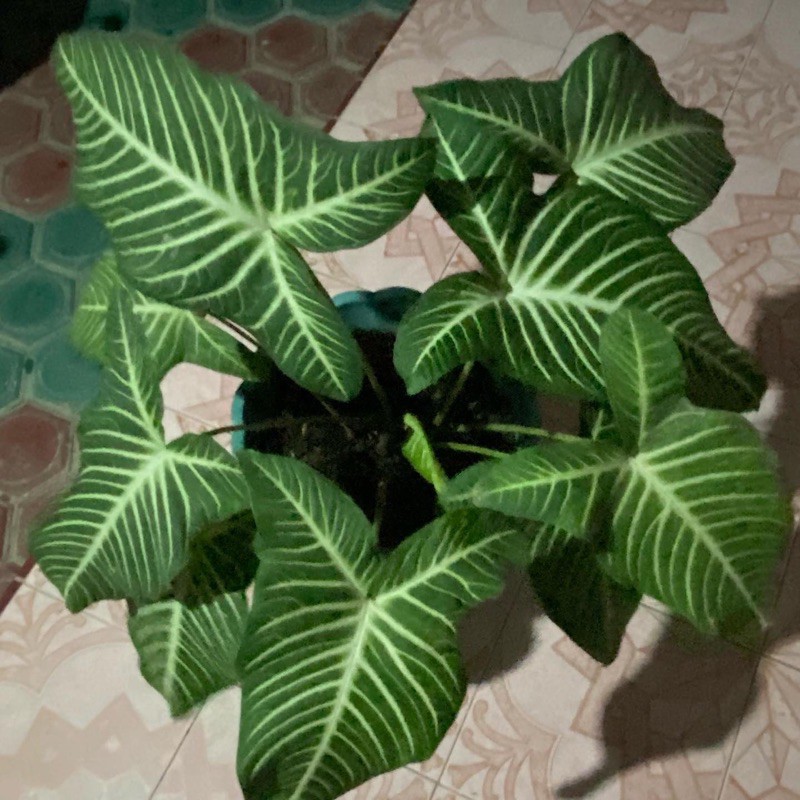 Caladium Lindeni / Keladi Zebra