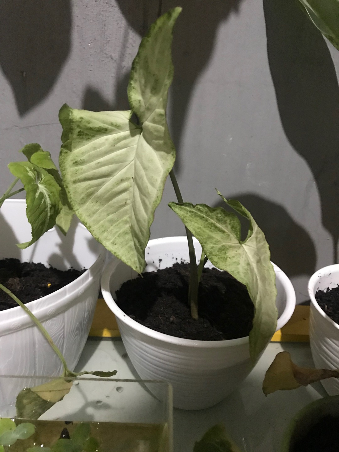 Tanaman Hias Singonium Tisu Sp