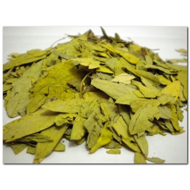 

Daun Jati Belanda 250g