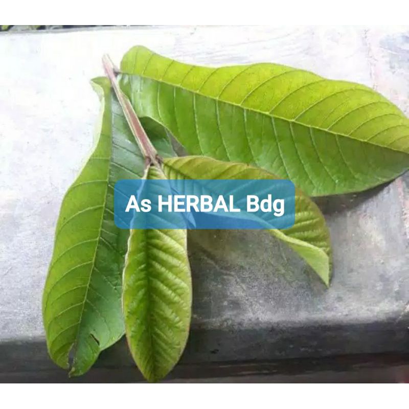 

Daun jambu biji segar khusus pucuk per 20 tangkai-az
