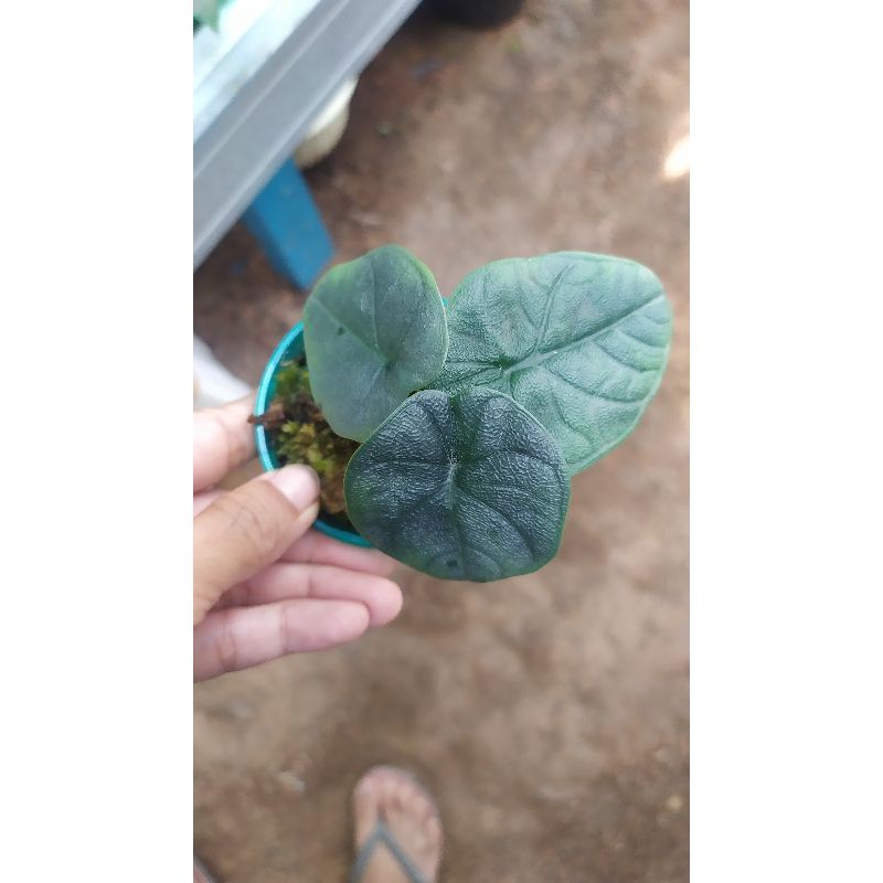 Alokasia melow badak/Melo badak import