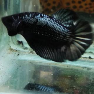 ikan cupang plakat black series | shopee indonesia