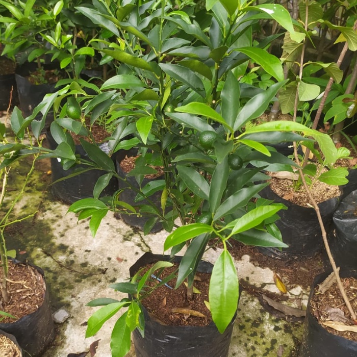 tanaman jeruk nagami/tanaman buah/tanaman jeruk