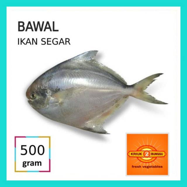 

Ikan bawal