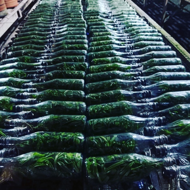 Sedia botolan dendro