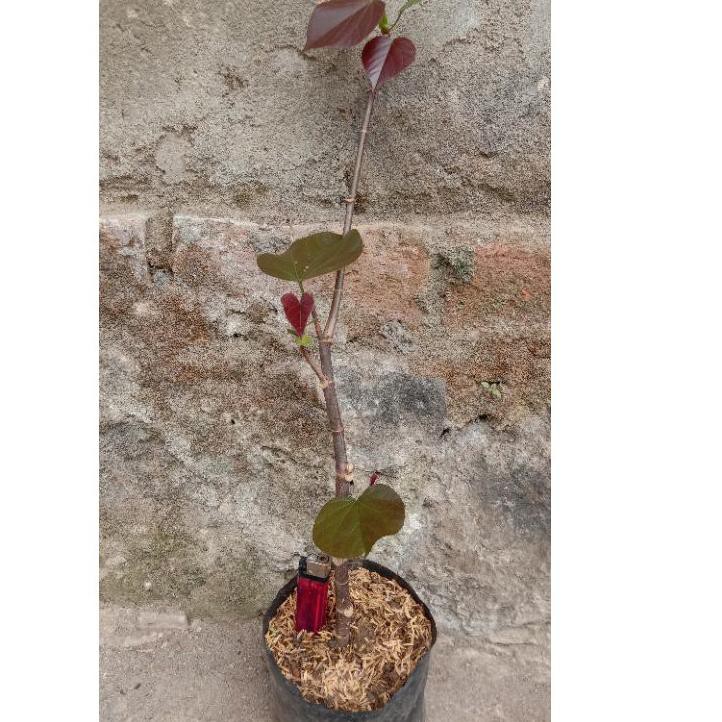 Q7 bibit bonsai waru merah/super red Q7 GC9