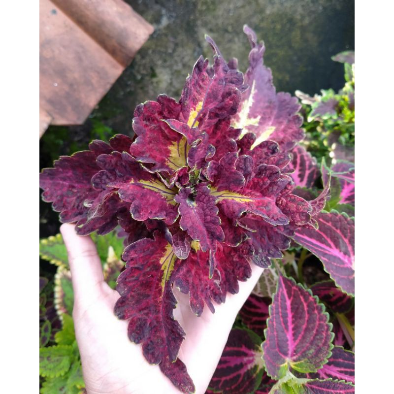 Miana Ratu [Tanaman Hias miana/Coleous/Jawerkotok]