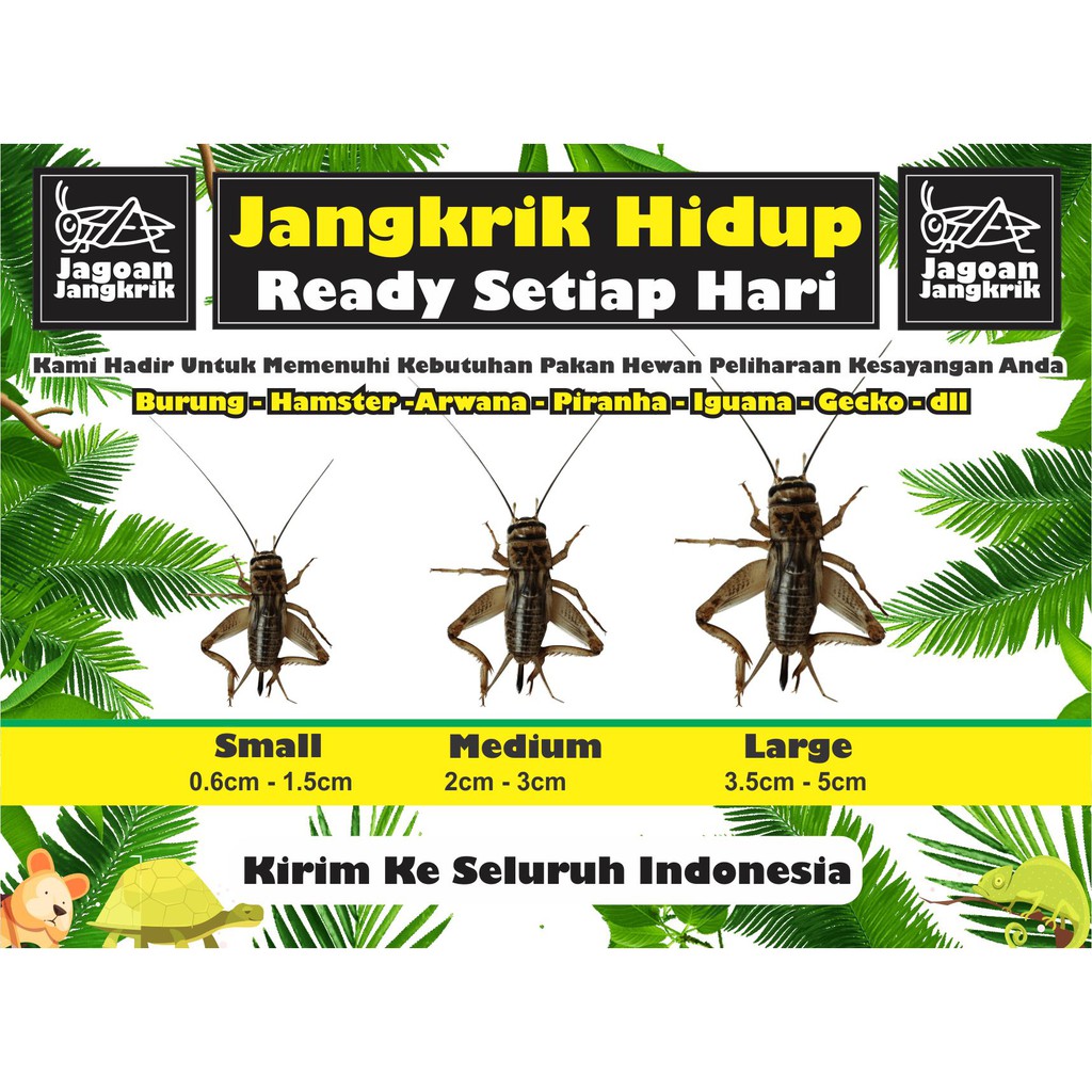JANGKRIK HIDUP Pakan Burung, Reptil, Piranha, Gecko, Iguana, Hamster, Kura-Kura