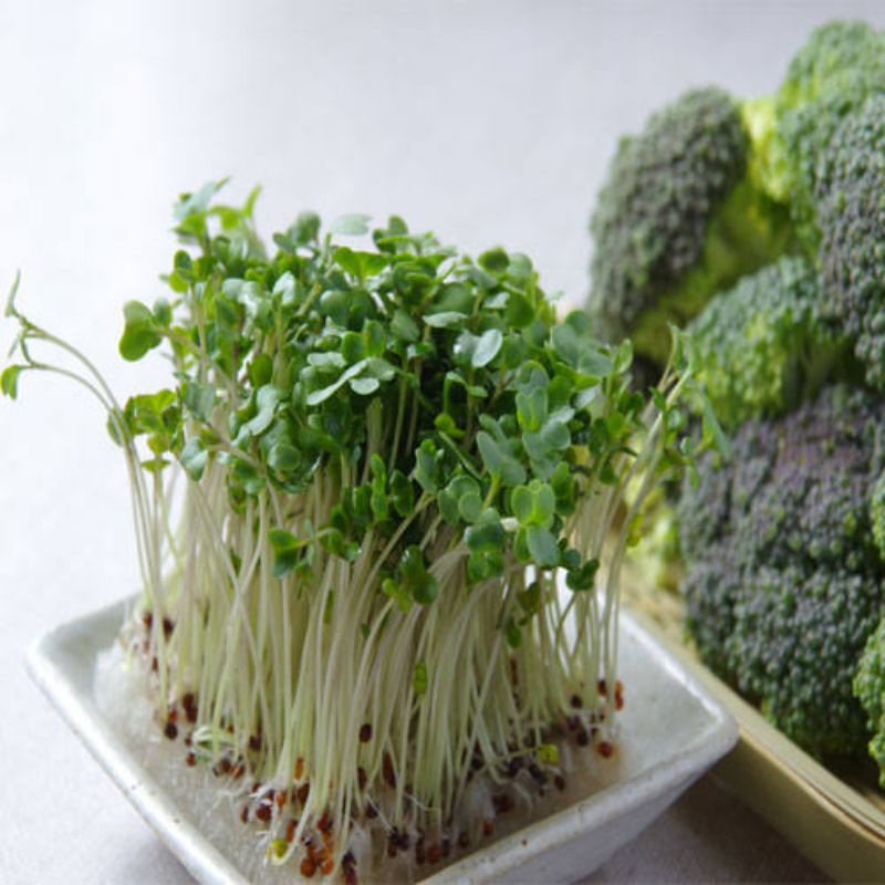 Benih Microgreen Sprout Benih Bibit Microgreen Alfalfa Red Cabbage Broccoli Buckweat