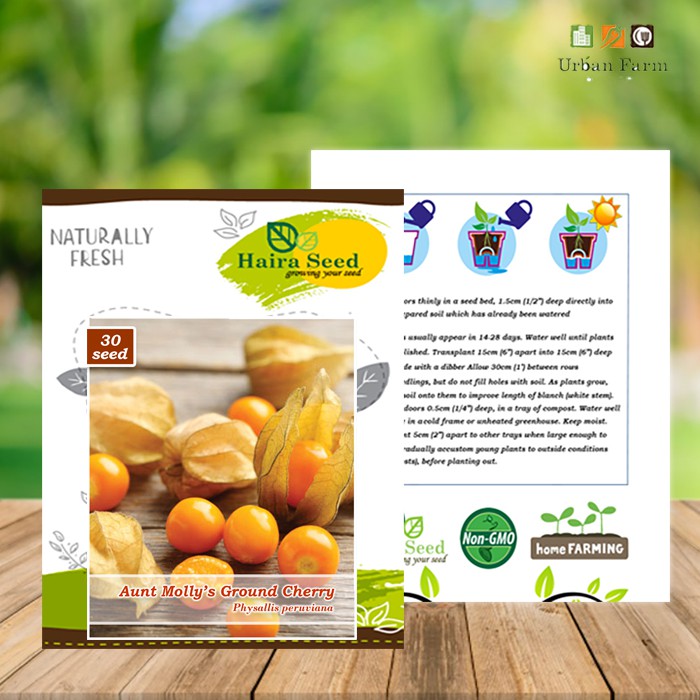 Benih-Bibit Ciplukan Kuning Ground Cherry (Haira Seed)