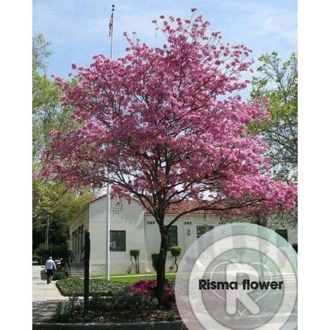 Tanaman hias pohon tabebuya pink ± 1 meter / tanaman tabebuya ukuran 1 meter