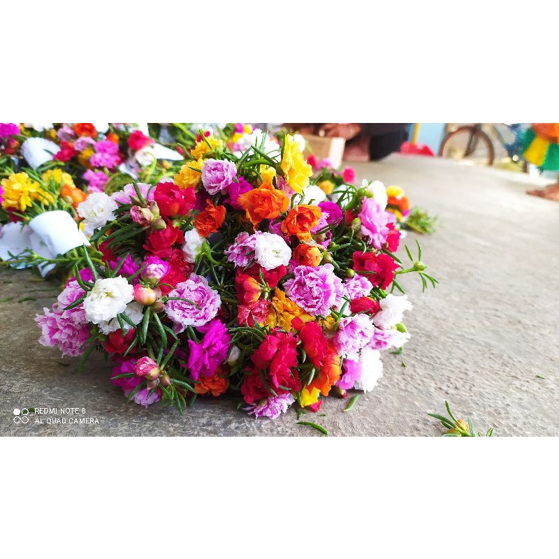 tanaman hias hidup TANAMAN KROKOT JUMBO MURAH HARGA 15RBU DPT 120 STEK BUNGA 9 WARNA