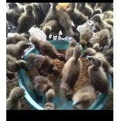 bebek jantan lokal - bebek pedaging - Dod jantan