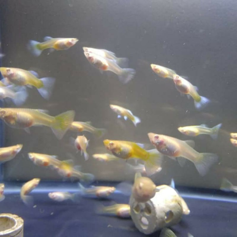 

ikan guppy albino yellow german (Agy)
