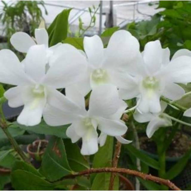 Anggrek Dendrobium Sonia White