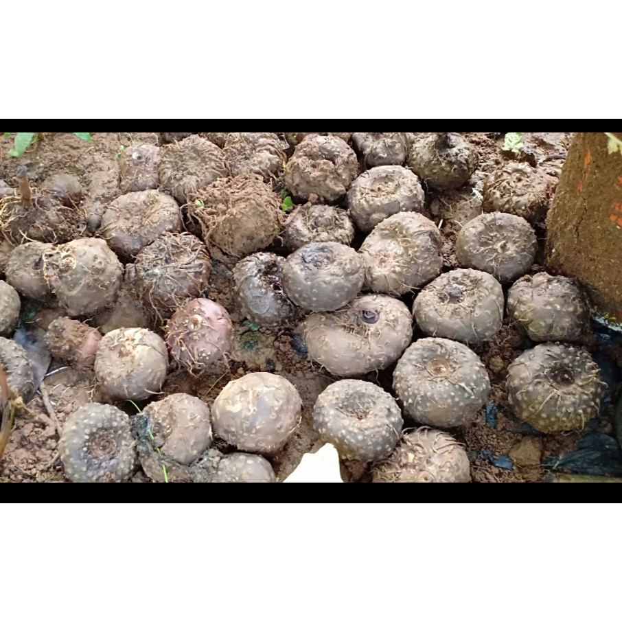bibit porang umbi 1 kg