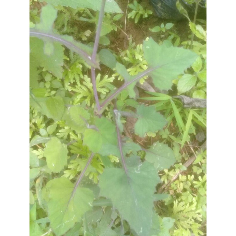 Daun tanaman Jonghe atau tempuh wiyang 500 gram