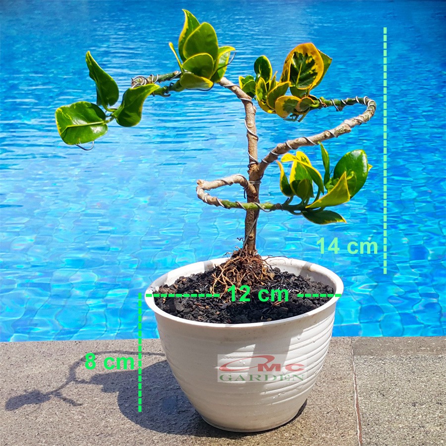 Tanaman Hias Pohon Bonsai Mame Puring Croton Emping Jengkol Coin Mawar B-PR-EMPING-003