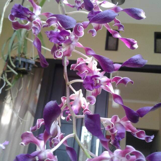 Anggrek dendrobium keriting dewasa bunga unggu