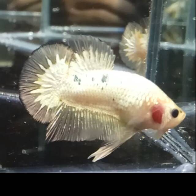 Promo Cupang fccp ws sampai tgl 15-5-20