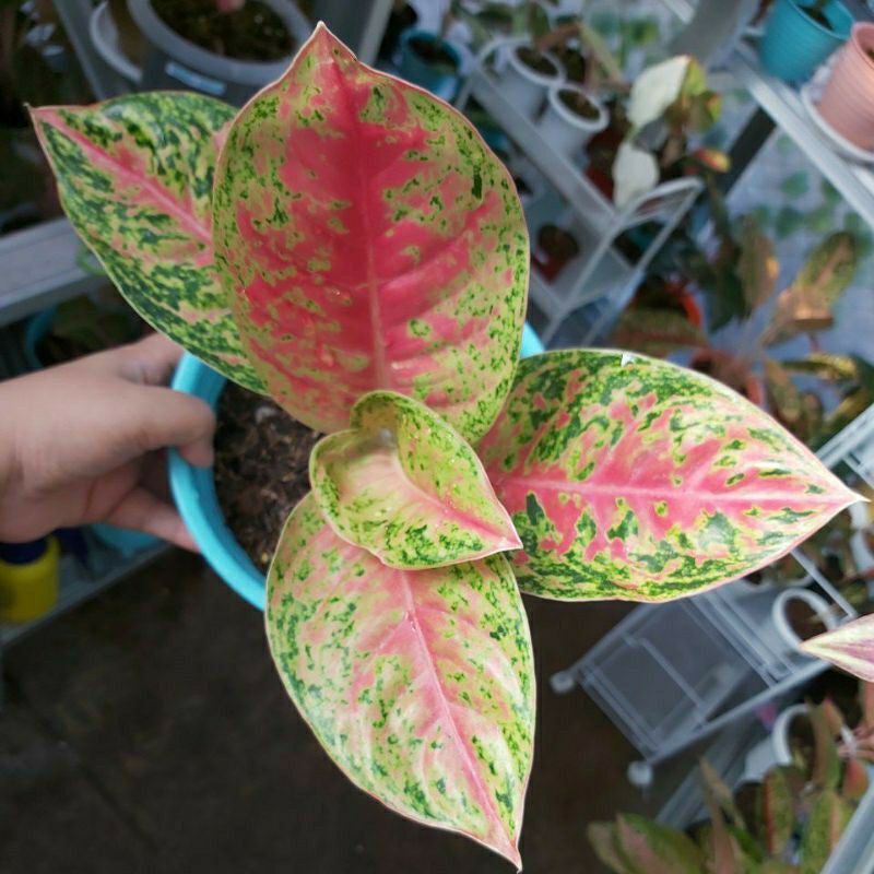 aglonema mahaseti anakan/Tanaman aglonema mahasti anakan