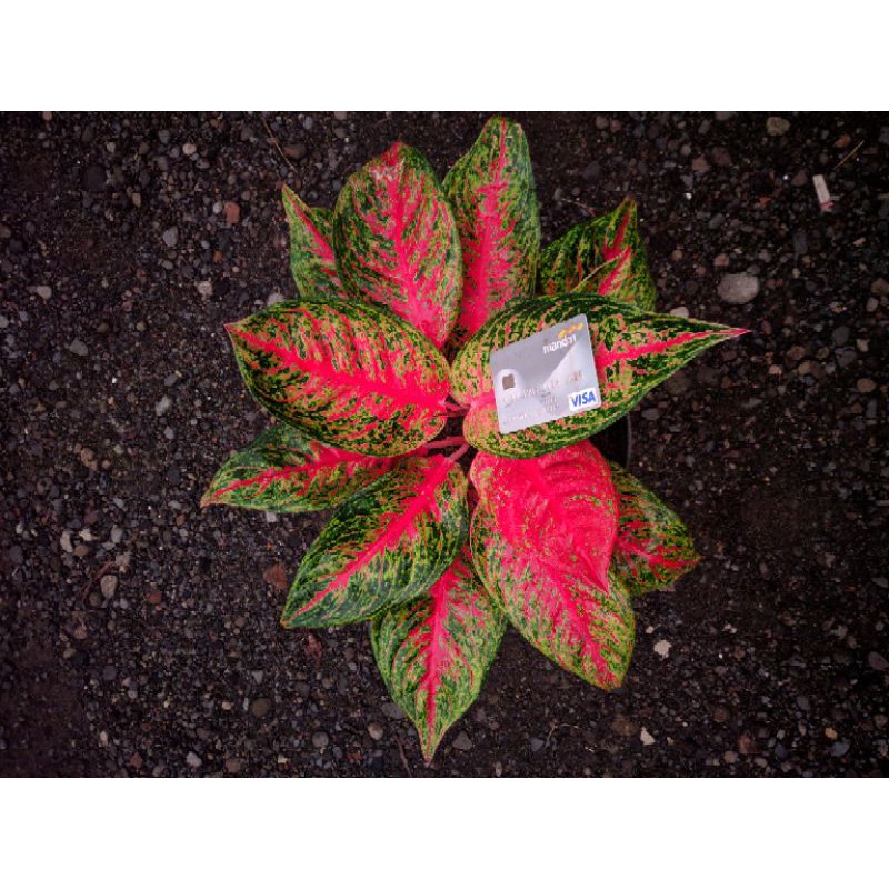 Aglonema Hot Flaming Lady