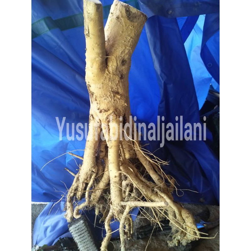 Bahan serut dongkelan