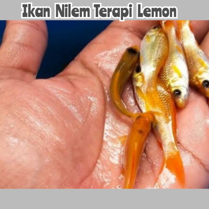 Bibit ikan nilem terapi orange lemon